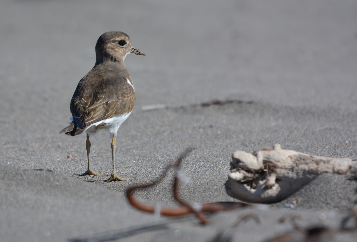Rufous-chested Dotterel - ML656053880
