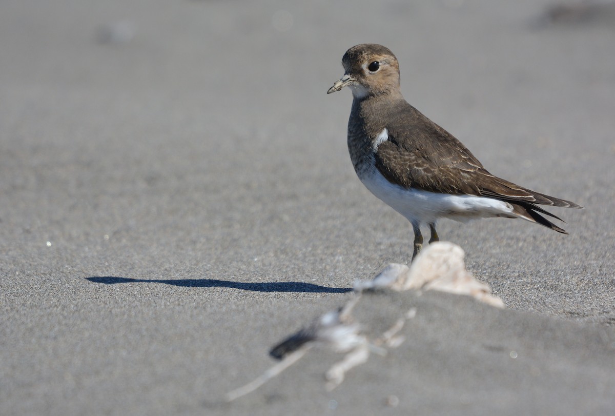 Rufous-chested Dotterel - ML656053881