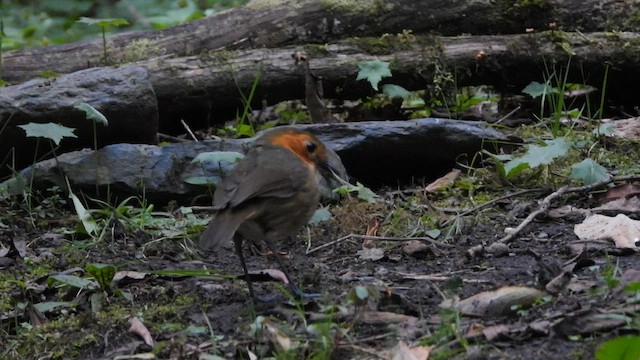 Bolivian Antpitta - ML656053932