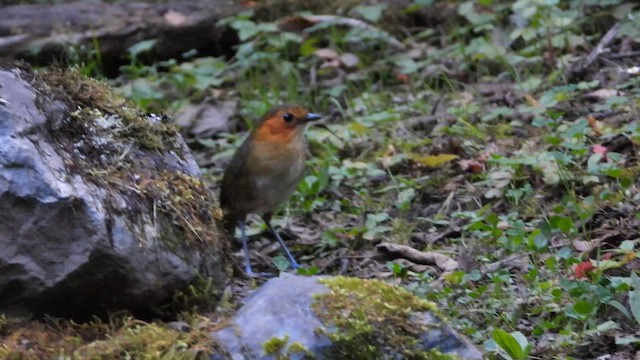 Bolivian Antpitta - ML656053944
