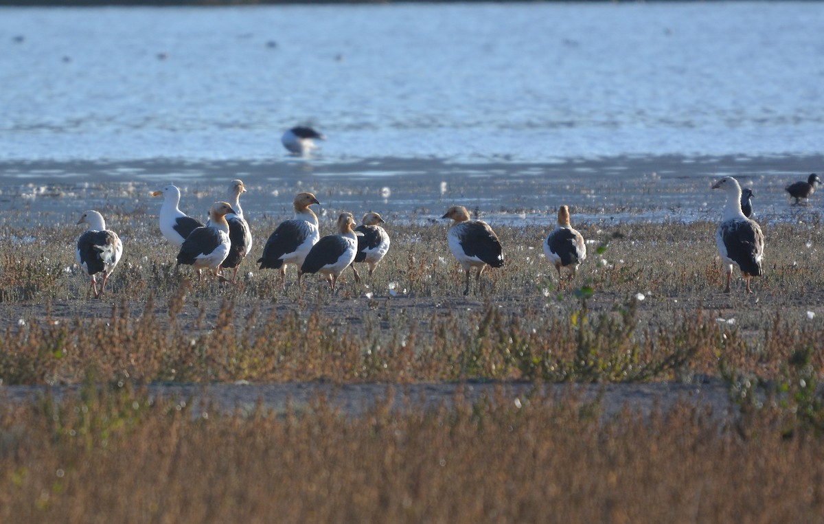 Andean Goose - ML656053967