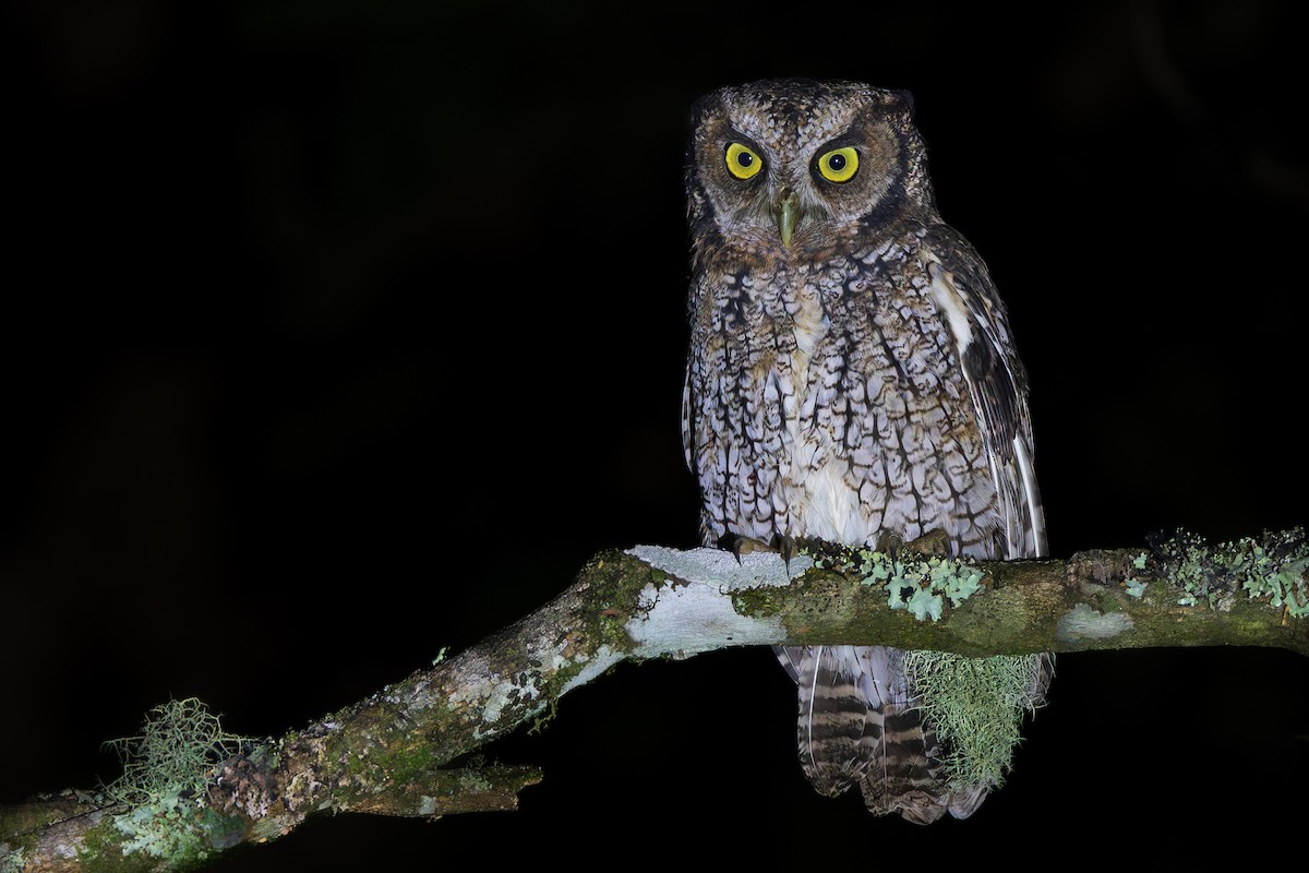 Long-tufted Screech-Owl - ML656054306