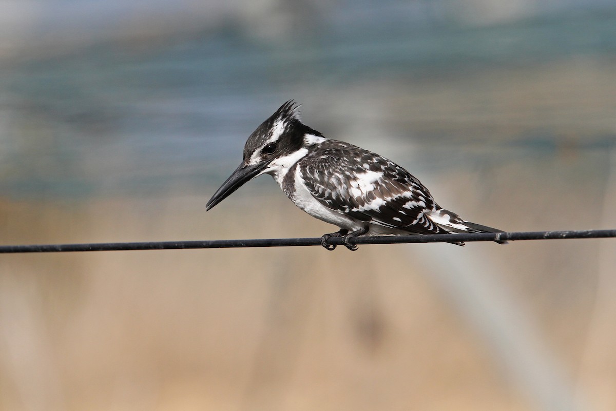 Pied Kingfisher - ML65605451