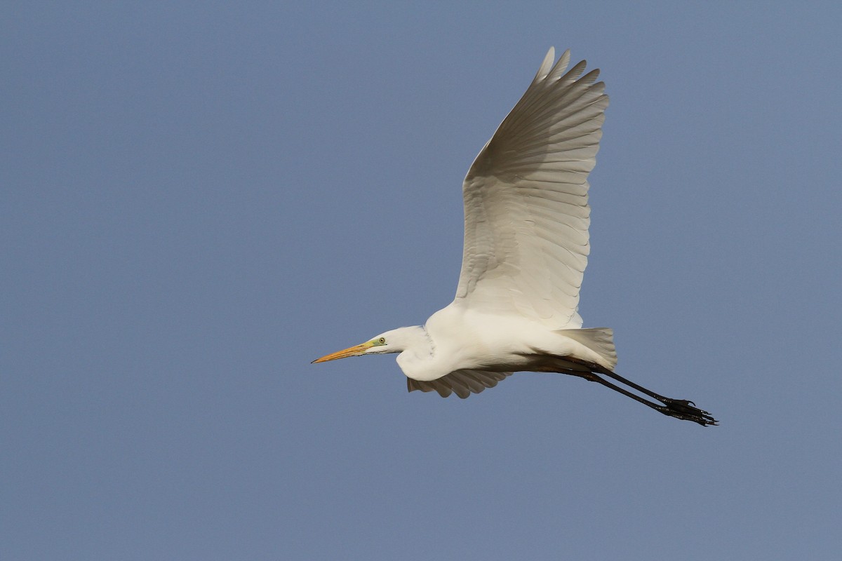 Great Egret (alba) - Christoph Moning