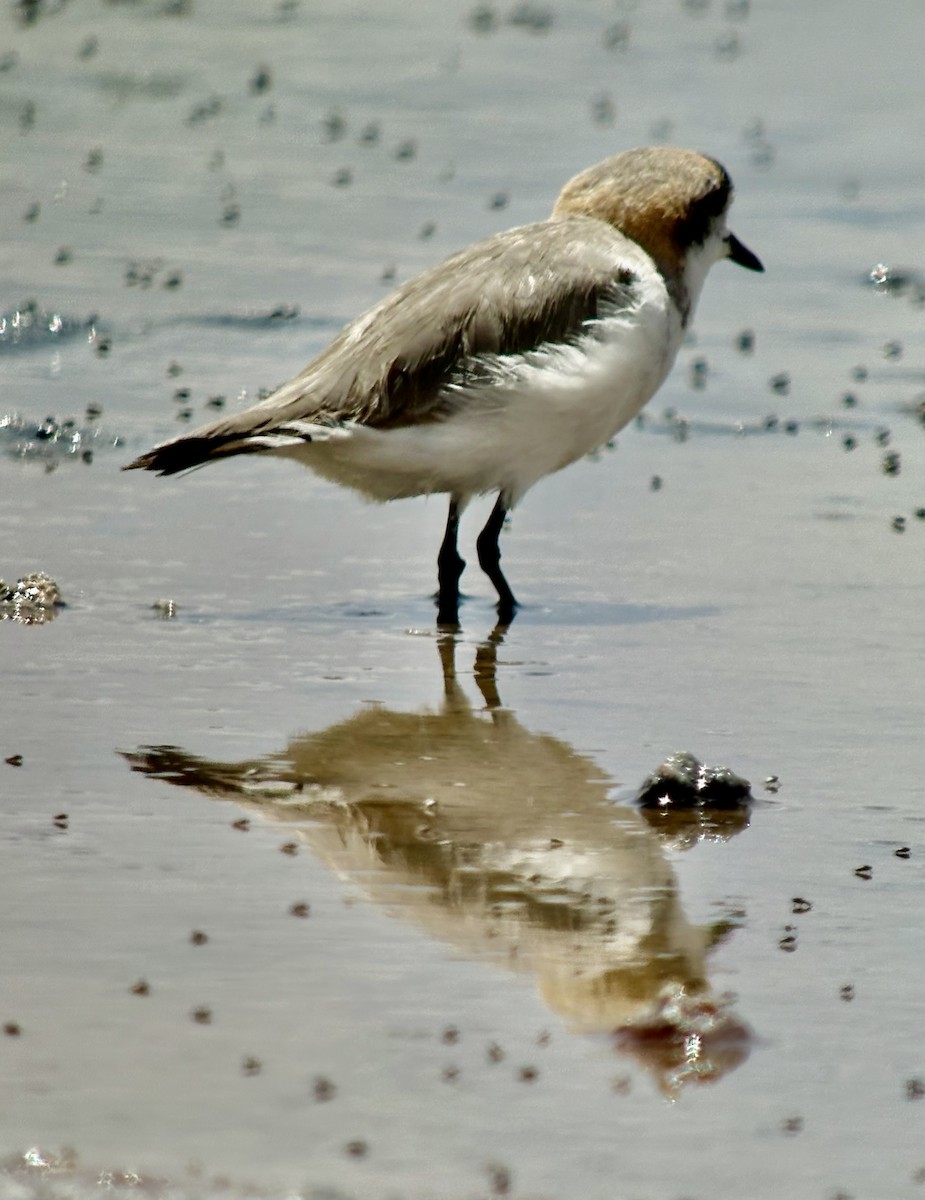 Puna Plover - ML656054939