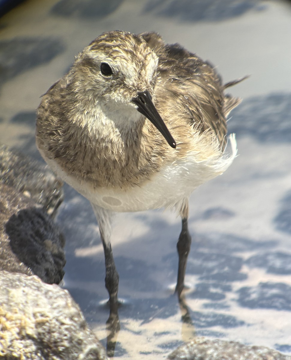 Baird's Sandpiper - ML656054967