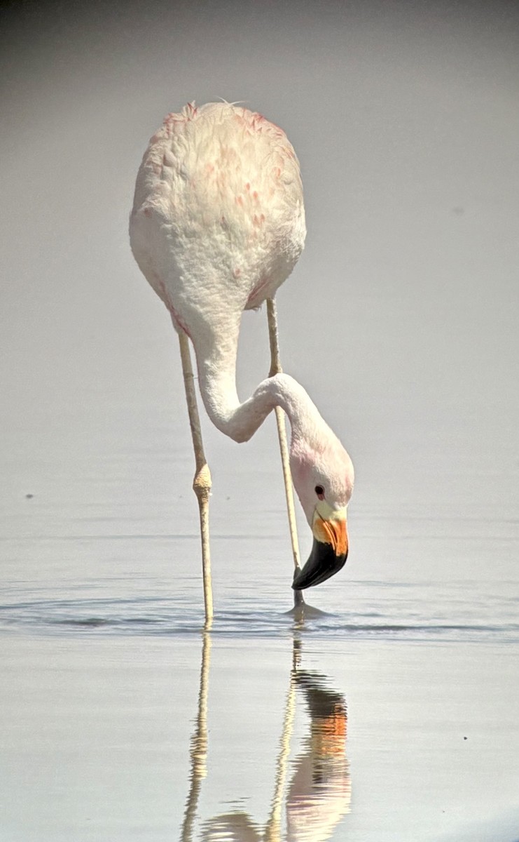 Andean Flamingo - ML656055001