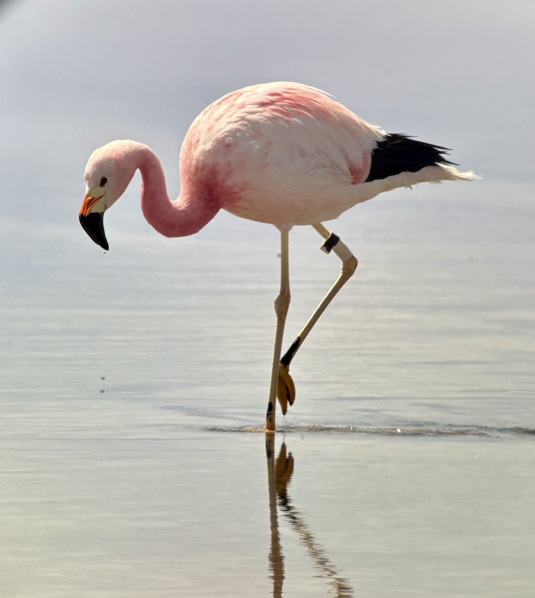 Andean Flamingo - ML656055002