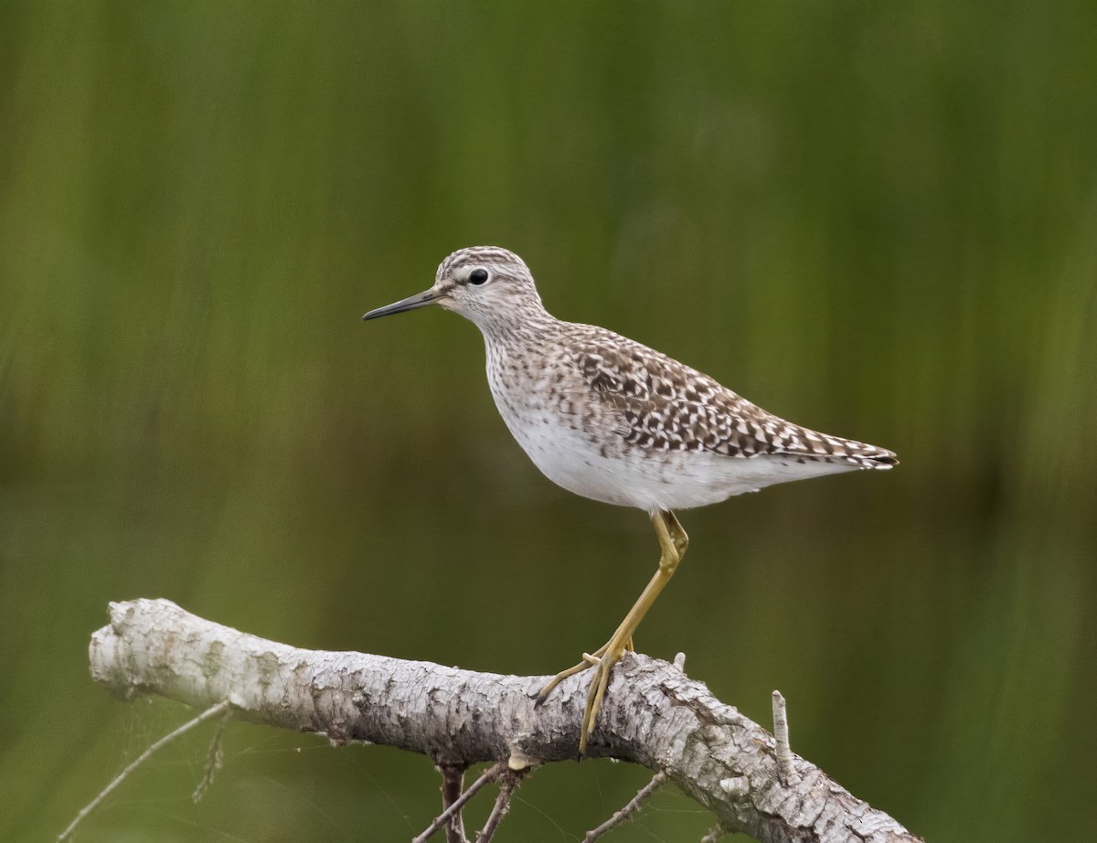 Wood Sandpiper - ML656056181
