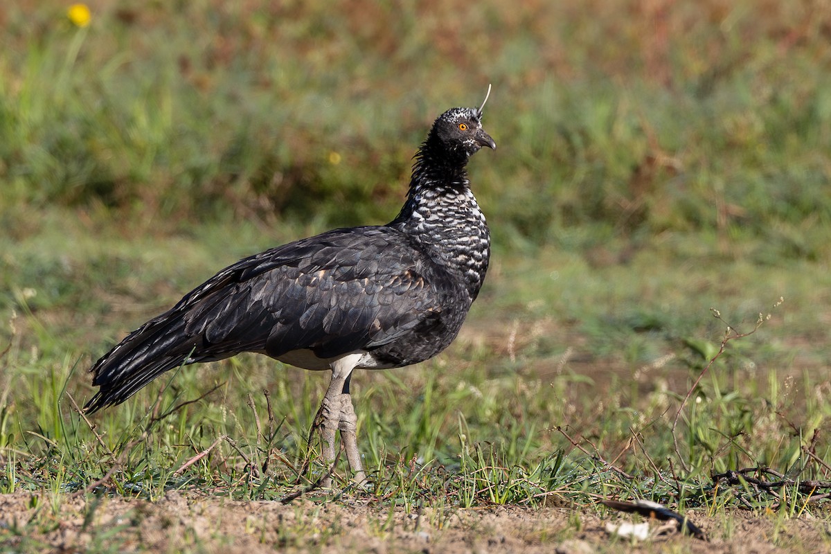 Horned Screamer - ML656056499