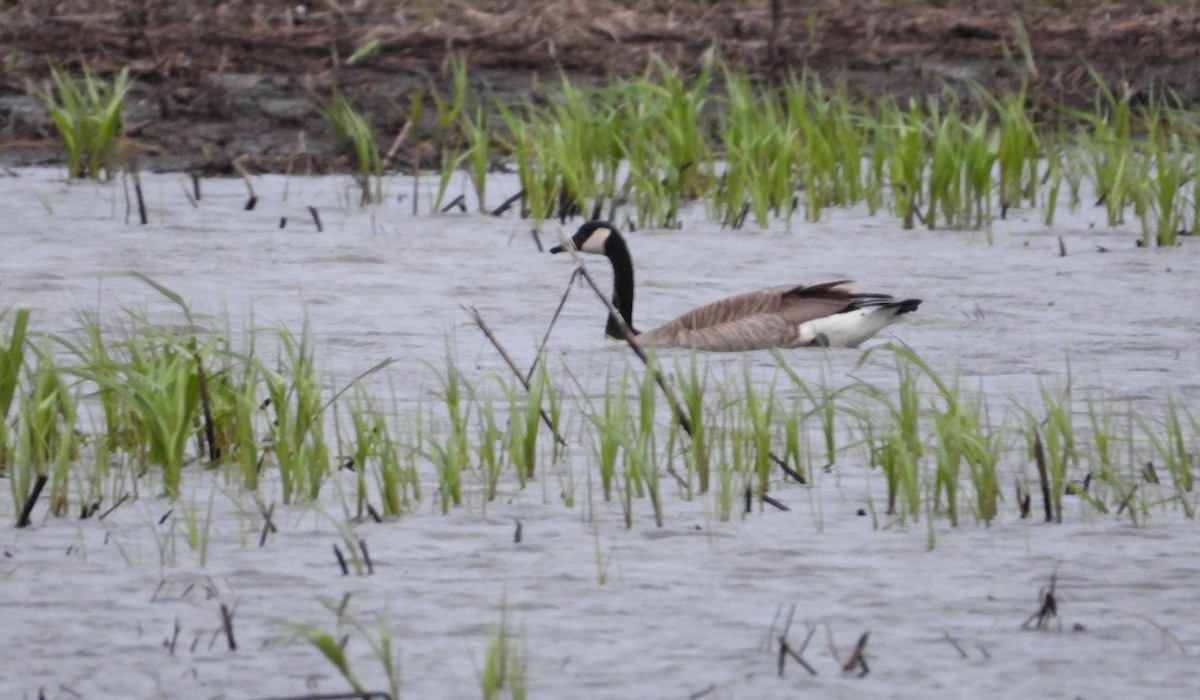 eBird Checklist - 28 Apr 2026 - Slezzer Fuddle - 7 species