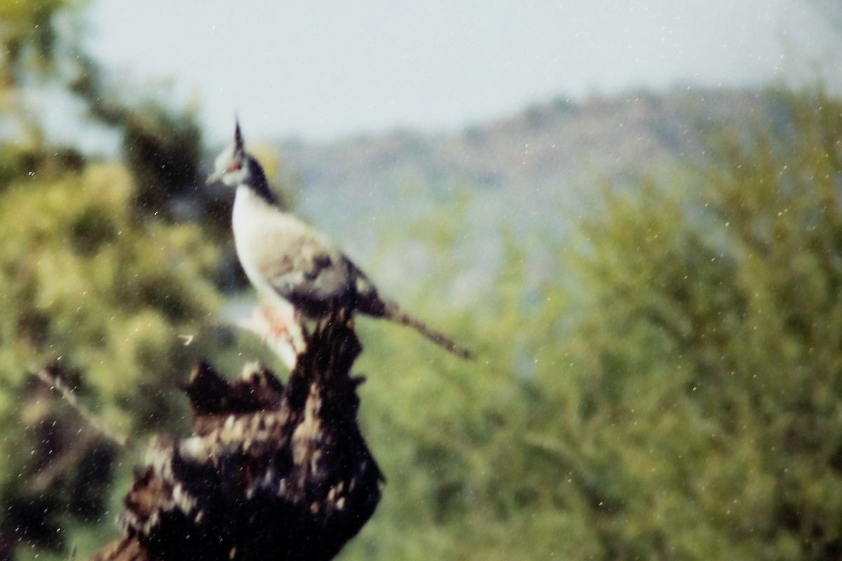 eBird Checklist - 28 Feb 2003 - Kunoth Bore - 19 species