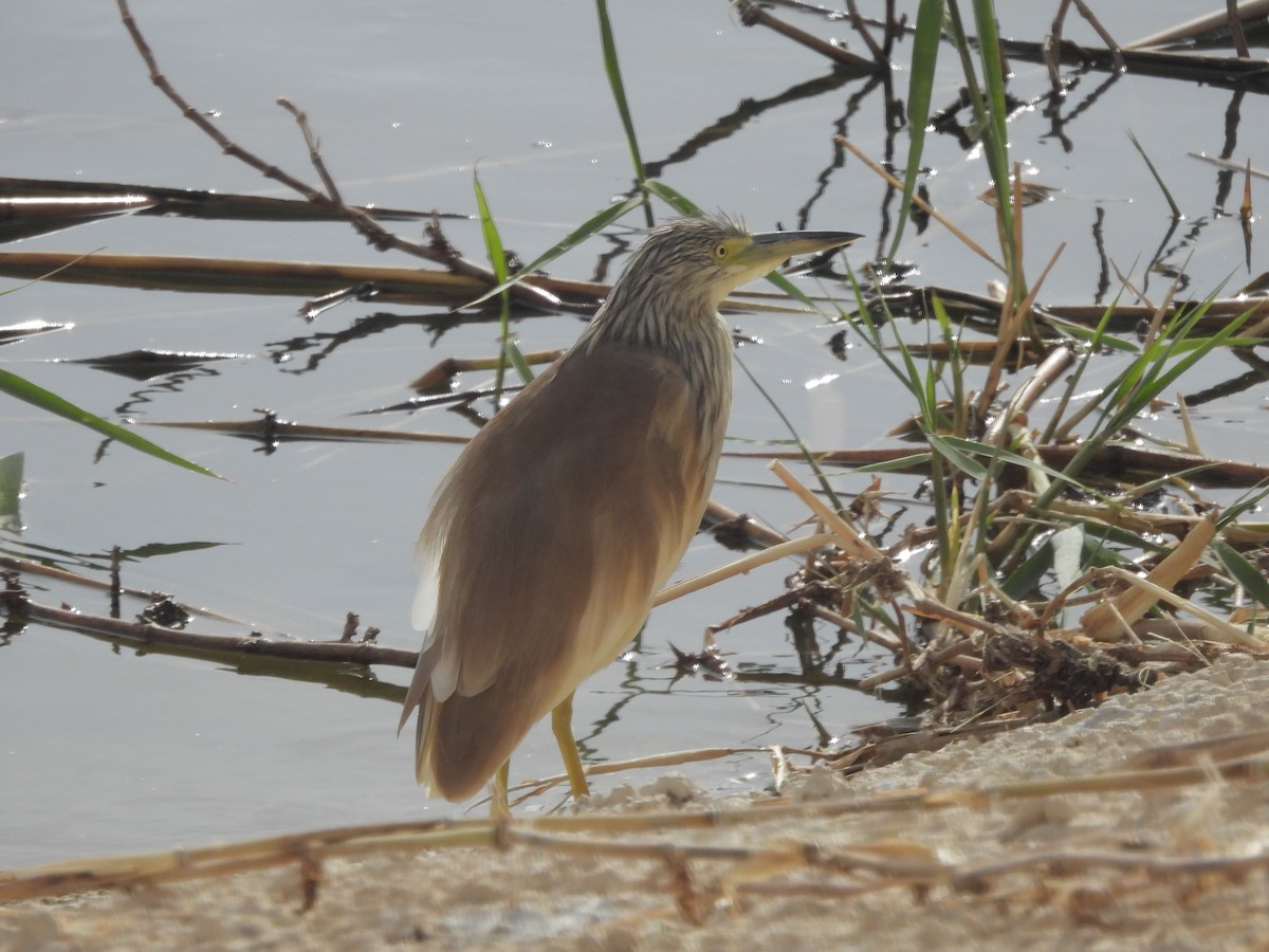 Squacco Heron - ML656057755