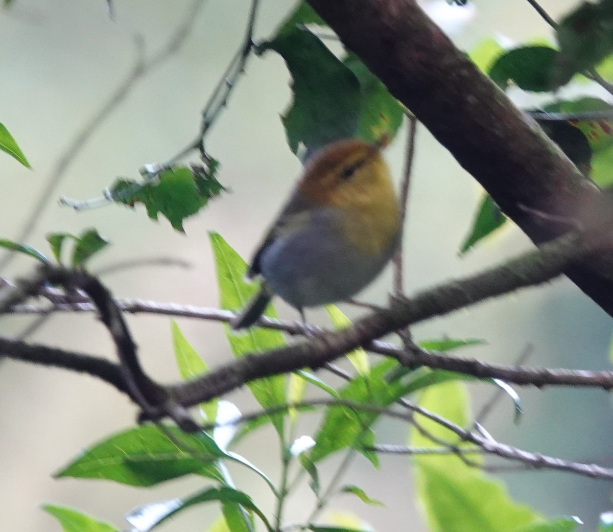 Yellow-throated Woodland-Warbler - ML656058131