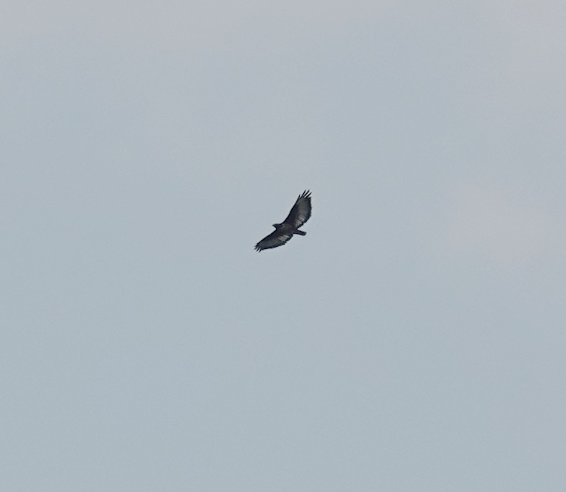 Jackal Buzzard - ML656058534