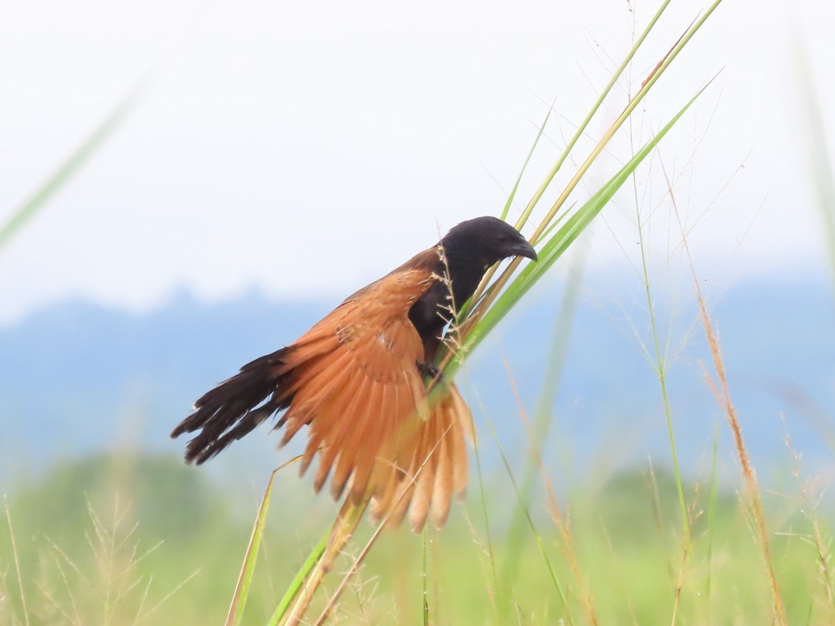 Black Coucal - ML656058600