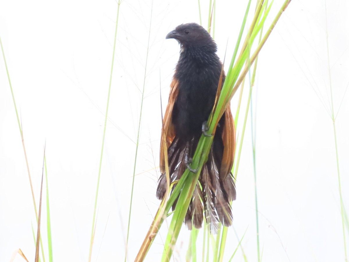 Black Coucal - ML656058612