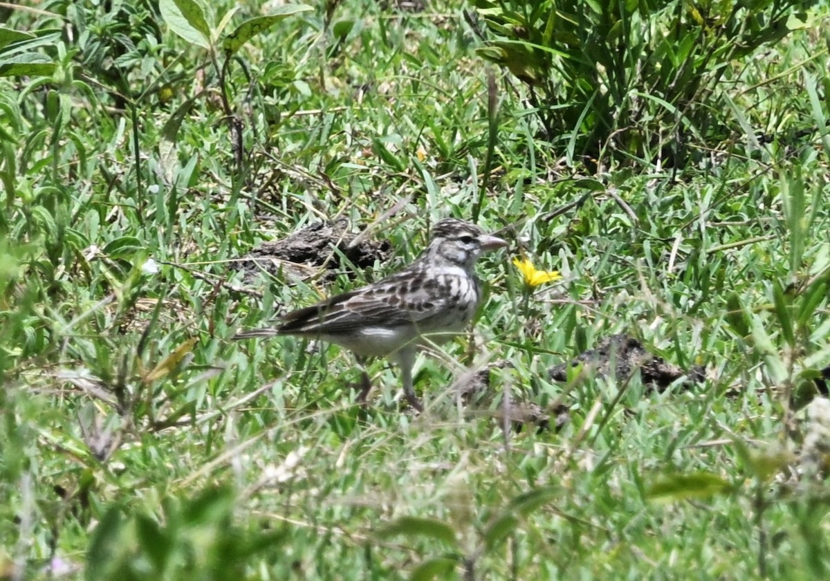 Short-tailed Lark - ML656060195