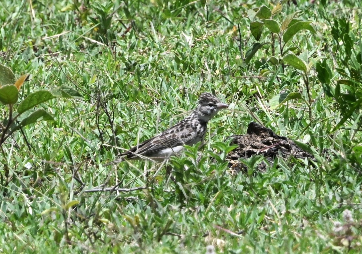 Short-tailed Lark - ML656060226
