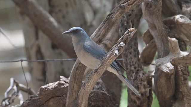 Geai du Mexique - ML656060809