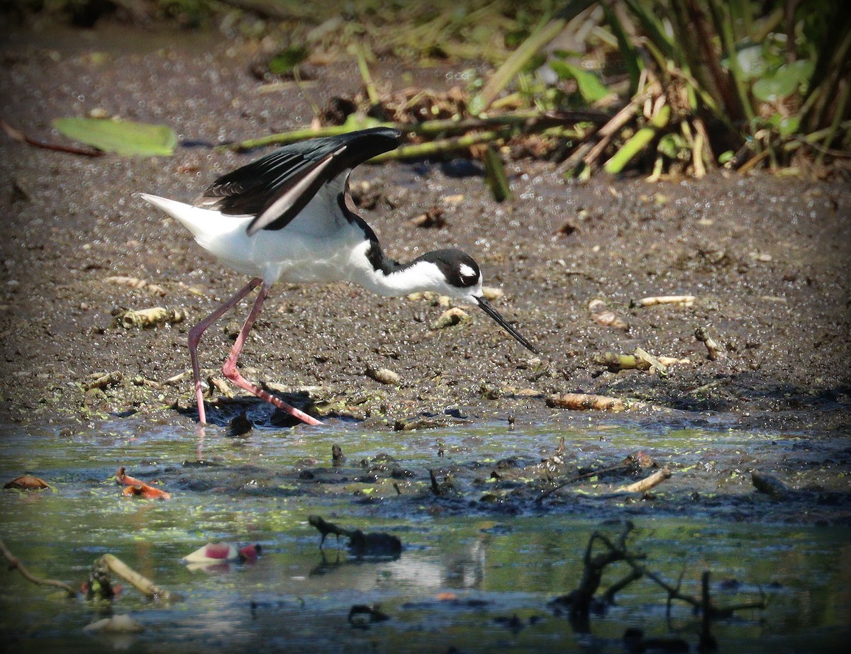 eBird Checklist - 28 Apr 2026 - Green Cay Wetlands & Nature Center - 36 ...