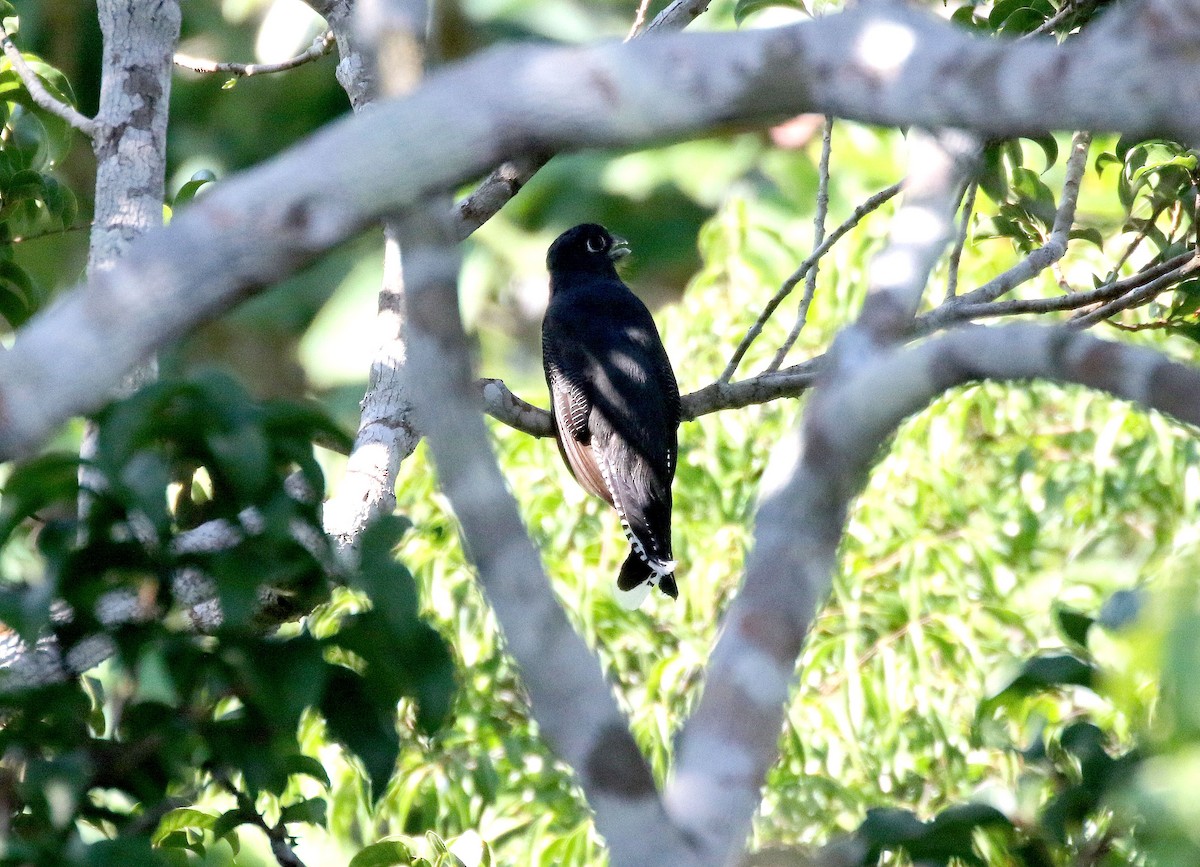 gulbrilletrogon - ML656065158