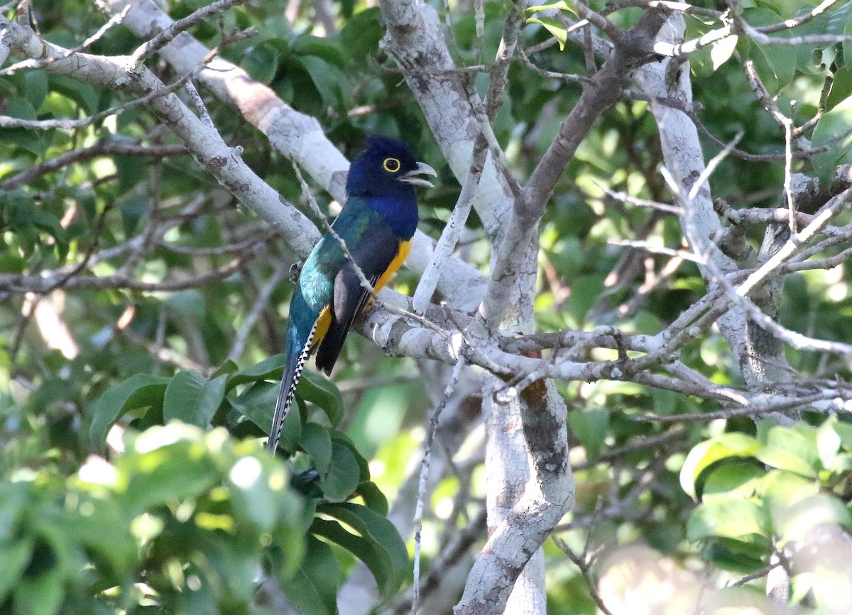 gulbrilletrogon - ML656065159
