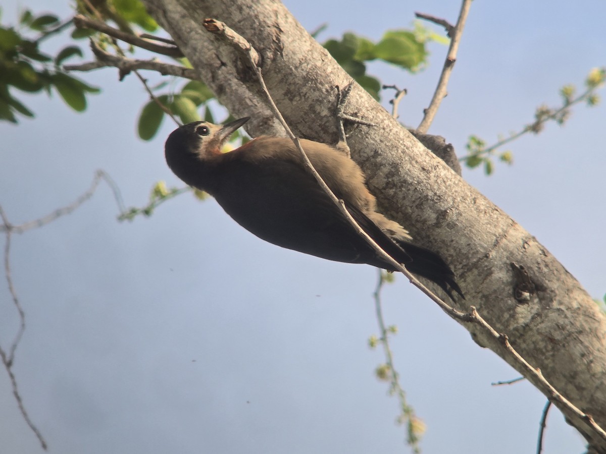 Puerto Rican Woodpecker - ML656066747