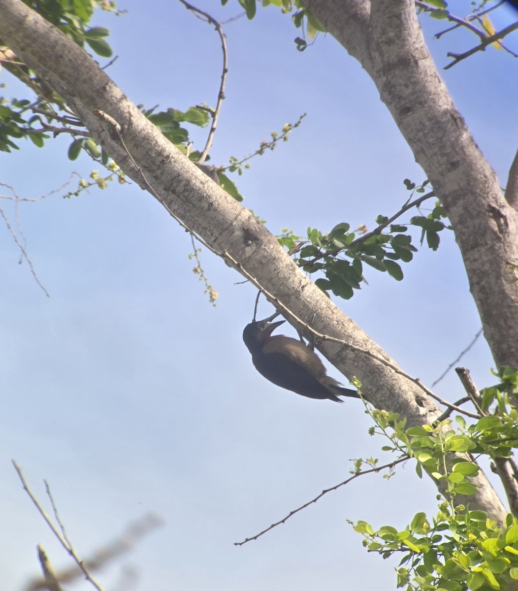 Puerto Rican Woodpecker - ML656066748