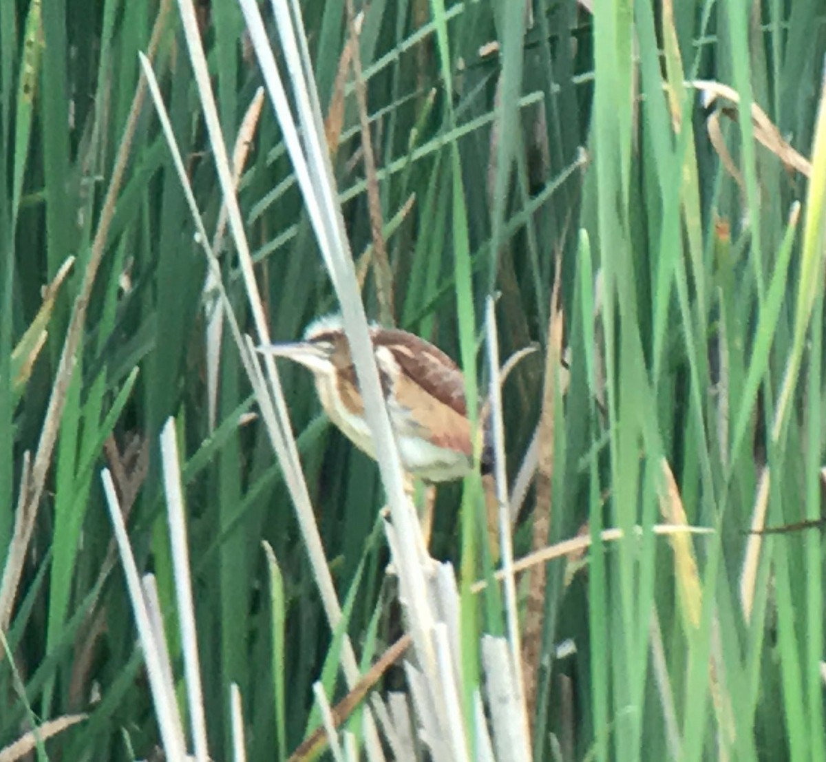 Least Bittern - ML65606691