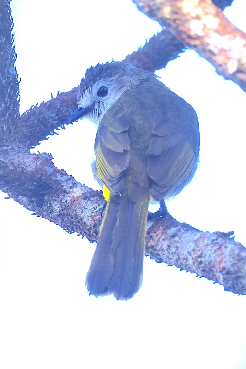 Pale-faced Bulbul - ML656069234