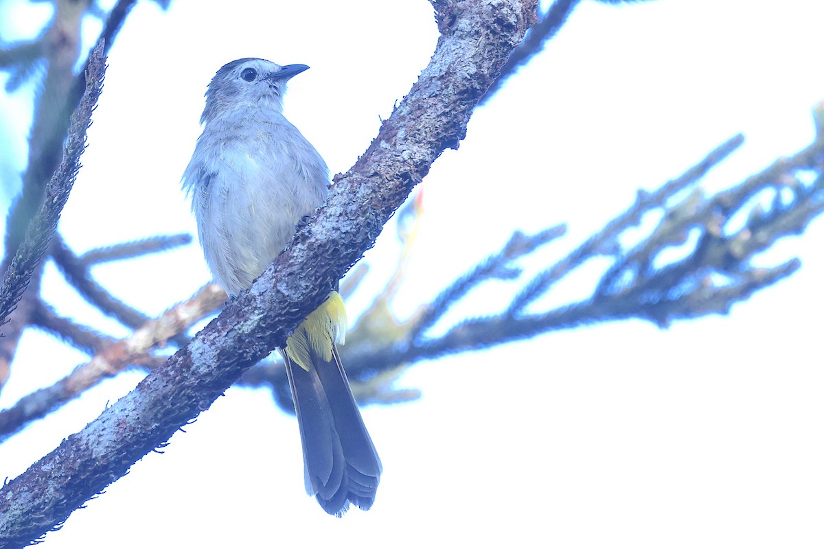 Pale-faced Bulbul - ML656069235