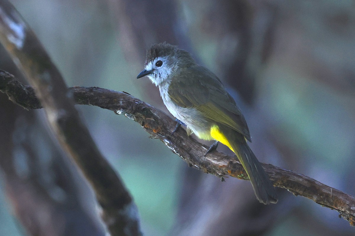 Pale-faced Bulbul - ML656069236