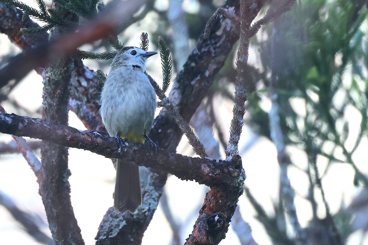 Pale-faced Bulbul - ML656069237