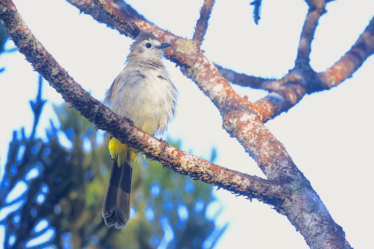 Pale-faced Bulbul - ML656069238