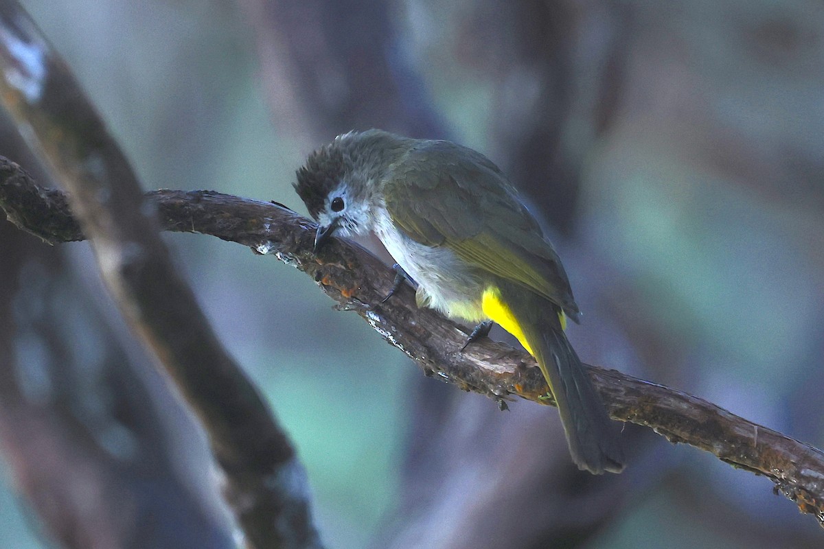 Pale-faced Bulbul - ML656069239