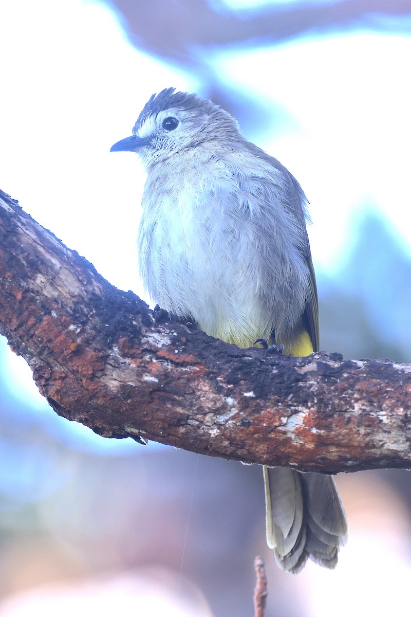 Pale-faced Bulbul - ML656069240