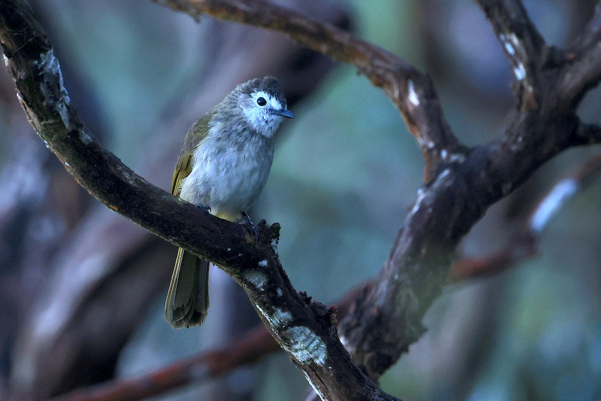 Pale-faced Bulbul - ML656069242