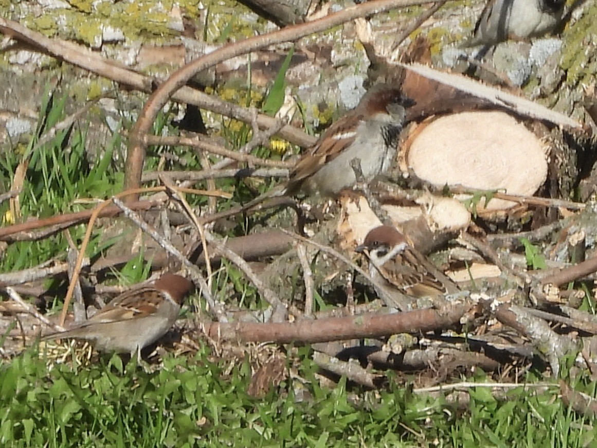eBird Checklist - 28 Apr 2026 - 5100–5206 70th Ave NE, Rochester US-MN ...