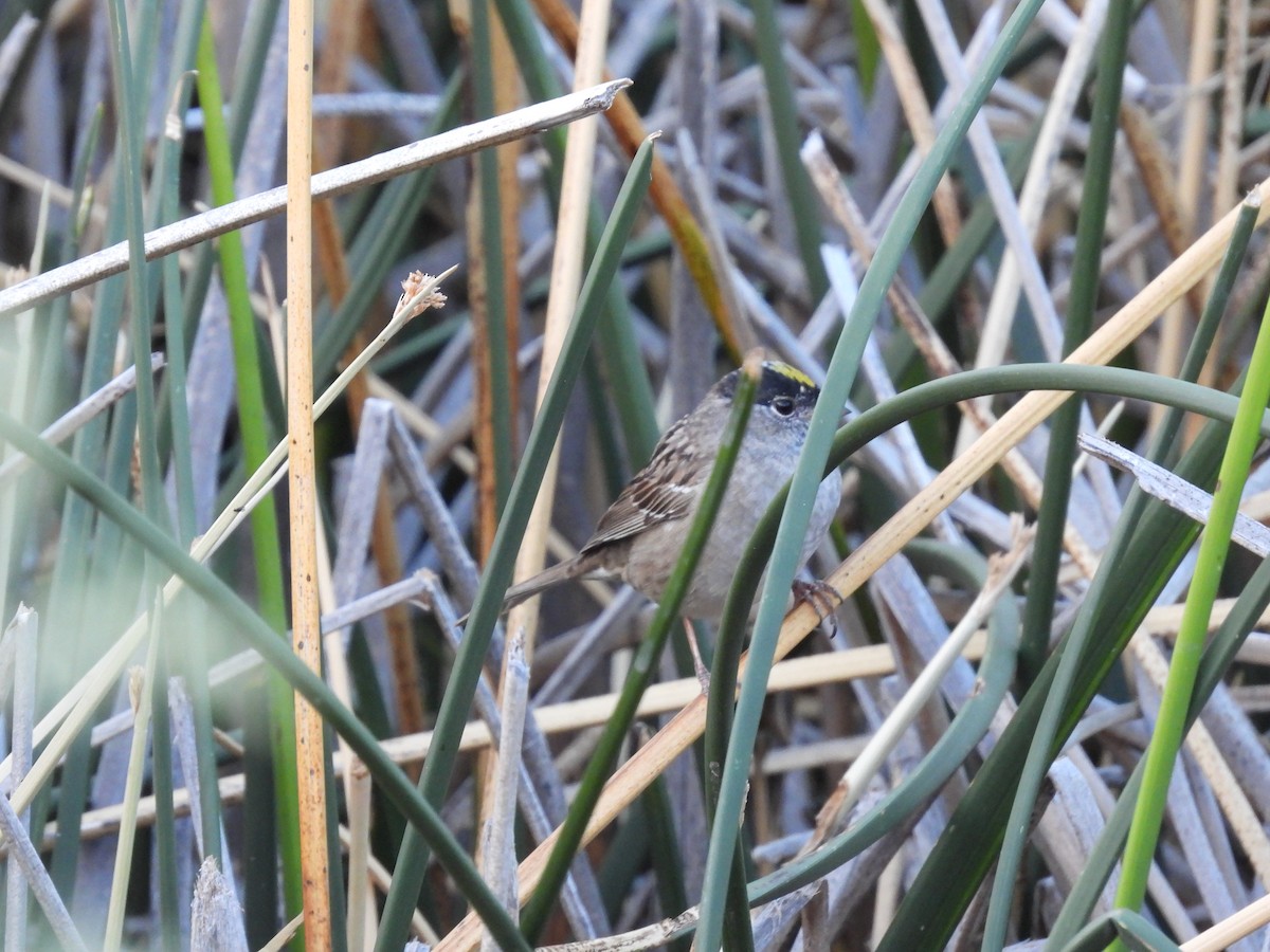 Golden-crowned Sparrow - ML656071785