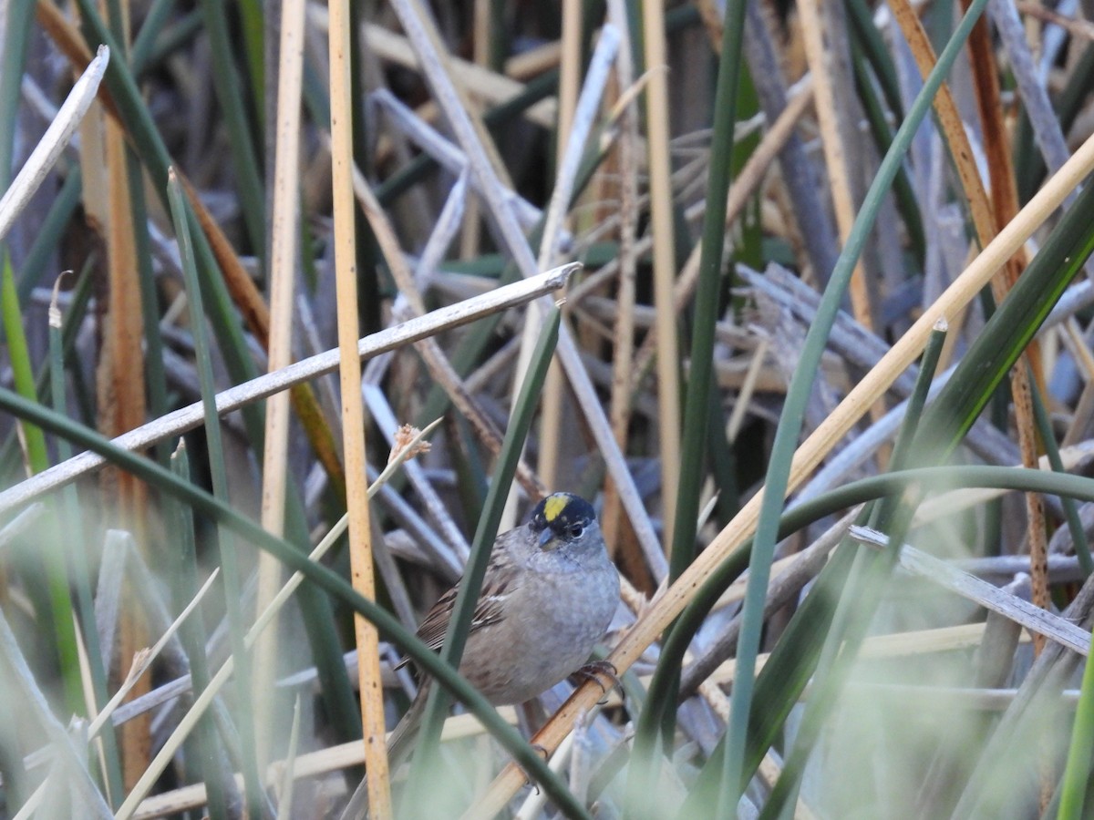 Golden-crowned Sparrow - ML656071794