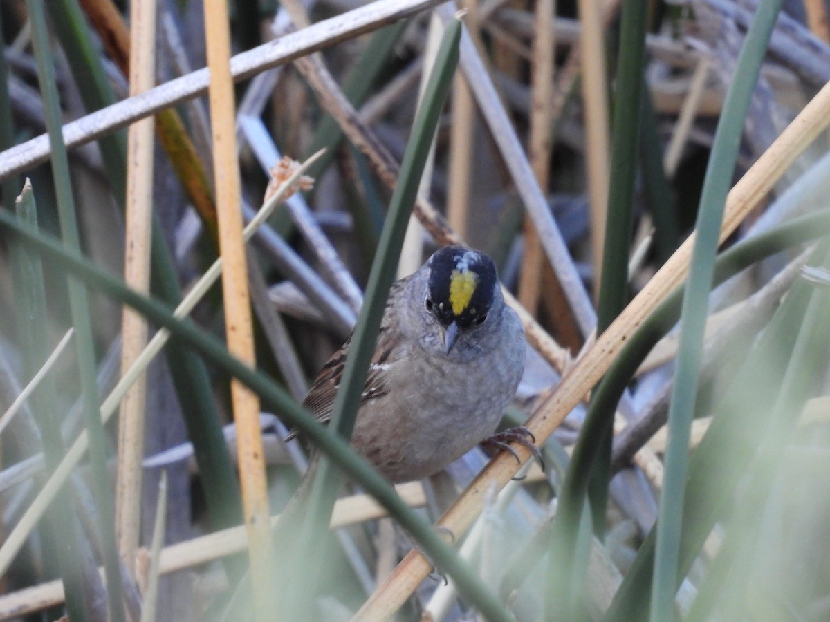 Golden-crowned Sparrow - ML656071796