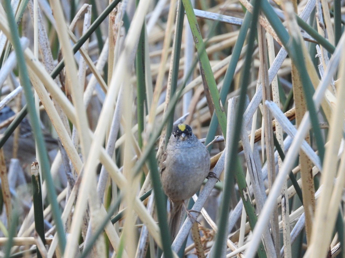 Golden-crowned Sparrow - ML656071818