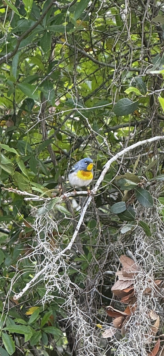 Northern Parula - ML656073210