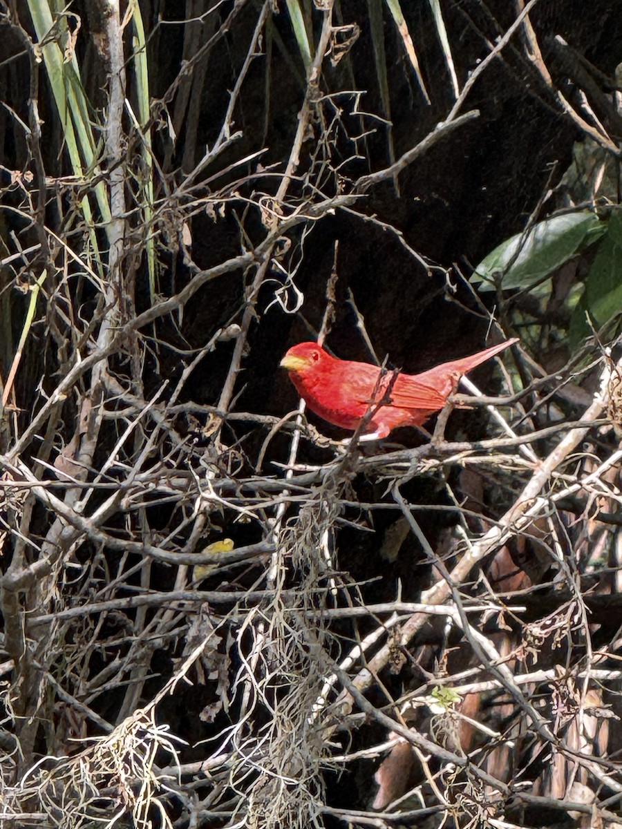 Summer Tanager - ML656073246