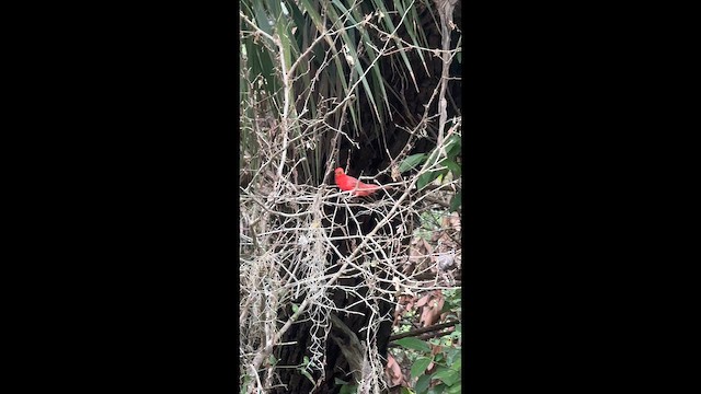 Summer Tanager - ML656073247