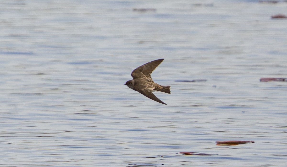 Northern Rough-winged Swallow - ML656073907