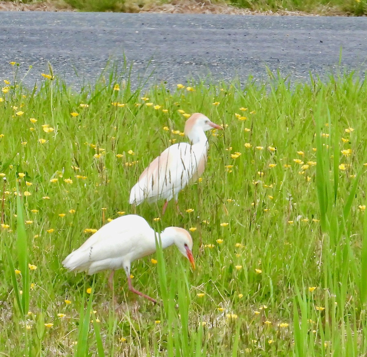 ニシアマサギ - ML656073997