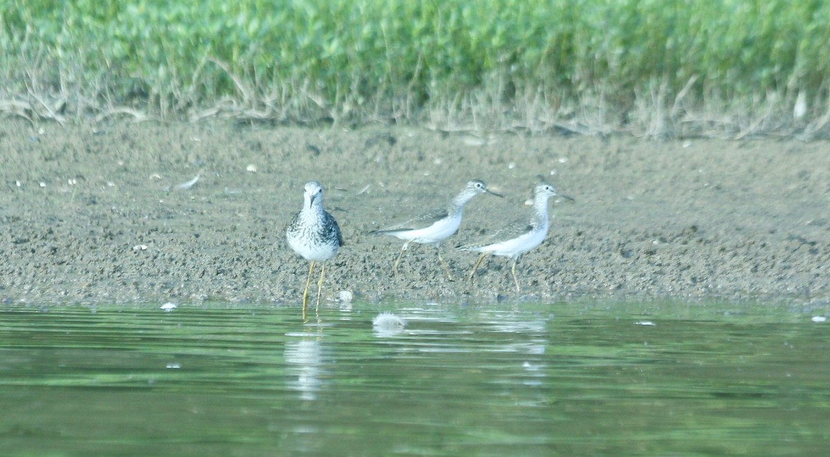Einsiedelwasserläufer - ML65607541
