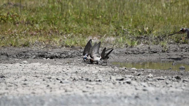 Cliff Swallow - ML656075661